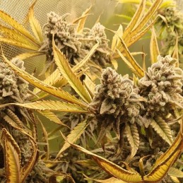 Nasiona marihuany Bubblegum Gold Strawberry - odmiana konopi