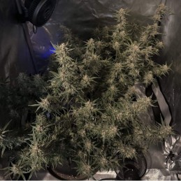 Nasiona marihuany automatyczne Auto Bubblegum+ Pro - odmiana konopi
