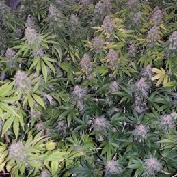 Nasiona marihuany automatyczne Auto Bubblegum+ Danger Zone Pro - odmiana konopi