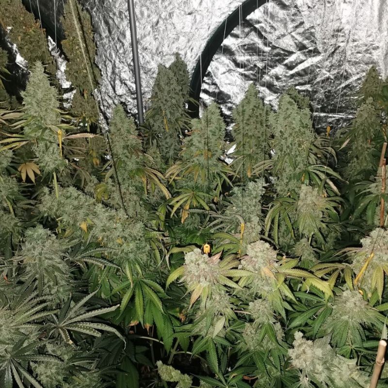 Nasiona marihuany automatyczne Auto Imperium x Bubblegum - odmiana konopi