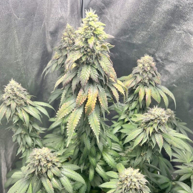 Nasiona marihuany Grandaddy Black AK 47 - odmiana konopi