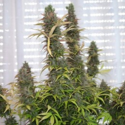 Nasiona marihuany automatyczne Masscrack Skunk Auto - opis odmiany konopi
