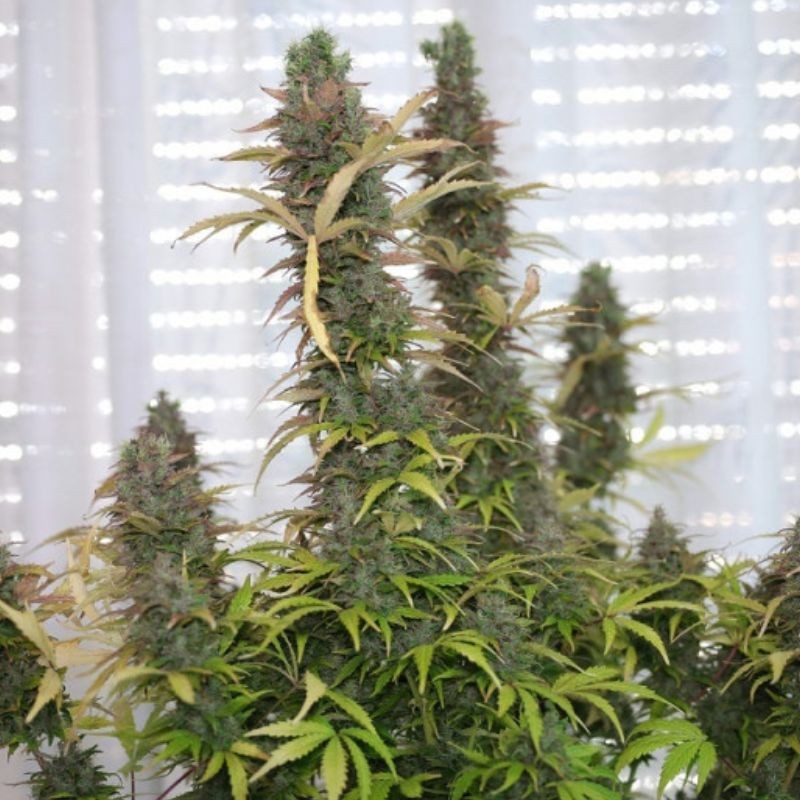 Nasiona marihuany automatyczne Masscrack Skunk Auto - opis odmiany konopi