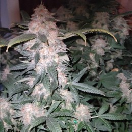 Nasiona marihuany automatyczne Power Skunk Auto - opis odmiany konopi