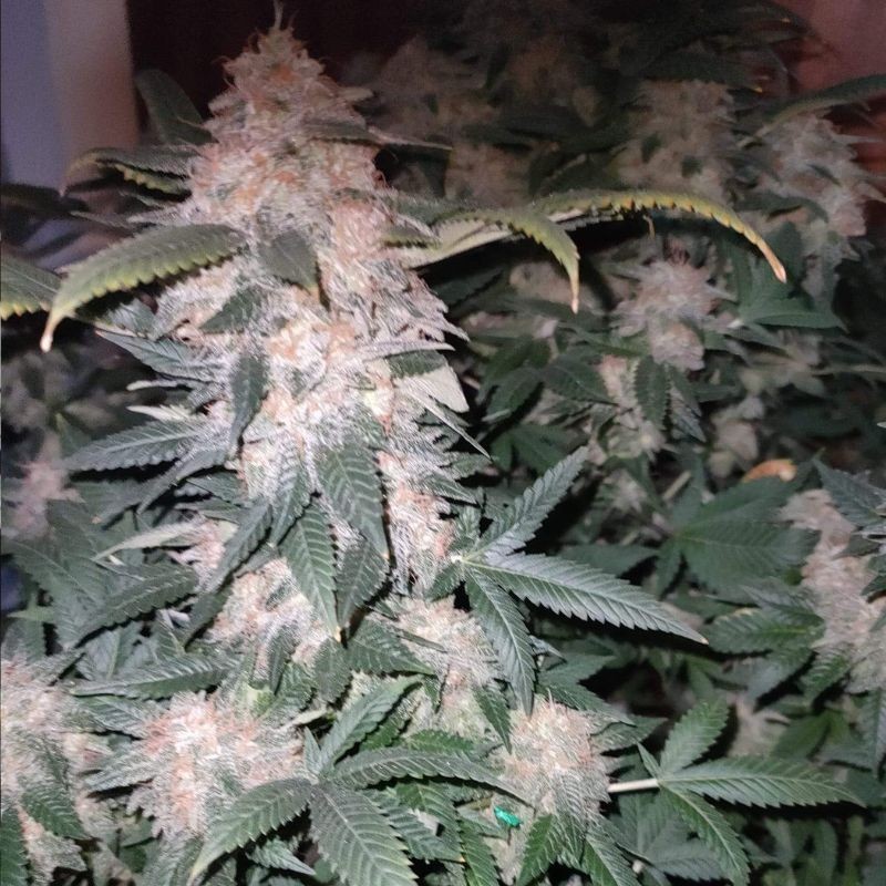 Nasiona marihuany automatyczne Power Skunk Auto - opis odmiany konopi