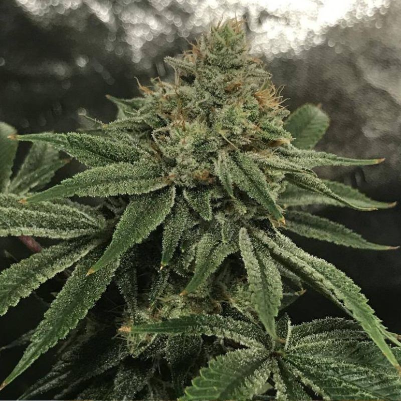 Nasiona marihuany automatyczne Grandaddy Skunk Auto - odmiana konopi