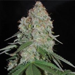 Nasiona marihuany Green Widow Original - odmiana konopi