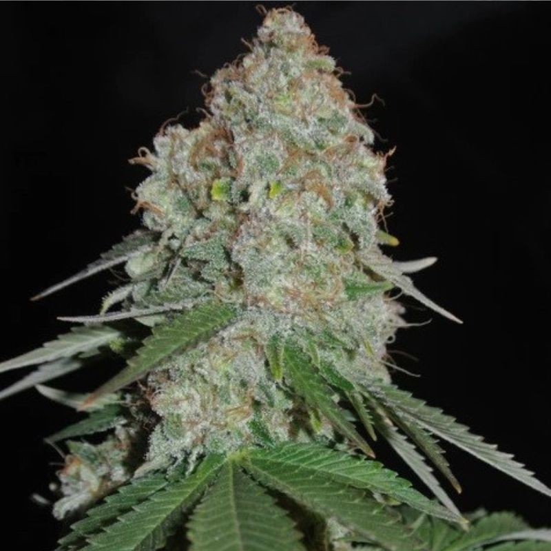 Nasiona marihuany Green Widow Original - odmiana konopi