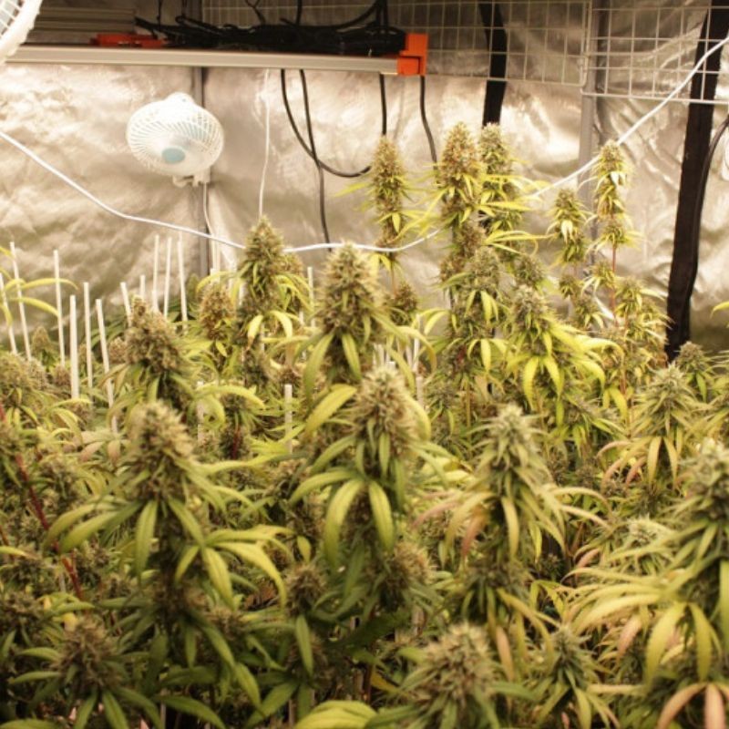 Nasiona marihuany automatyczne Big Devil XL Auto - odmiana konopi