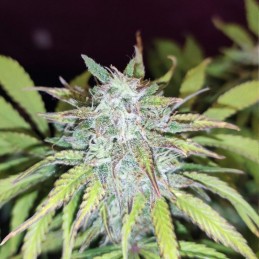 Nasiona marihuany automatyczne Big Devil Lemonade XL Auto - odmiana konopi