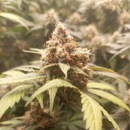 Nasiona marihuany automatyczne Cream Caramel Monkey Auto - odmiana konopi