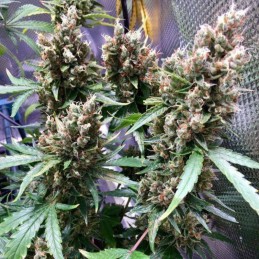 Nasiona marihuany Northern Lights X Maroc - opis odmiany konopi
