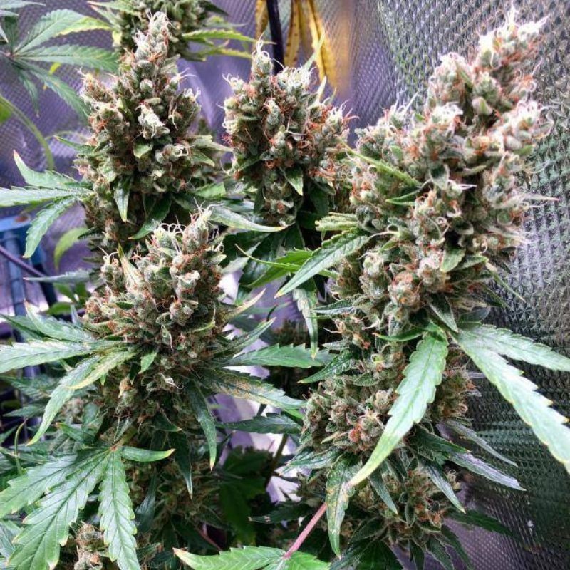 Nasiona marihuany Northern Lights X Maroc - opis odmiany konopi