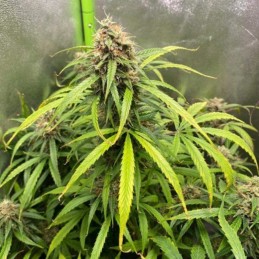 Nasiona marihuany automatyczne Northern Lights Purple Automatic - opis odmiany konopi