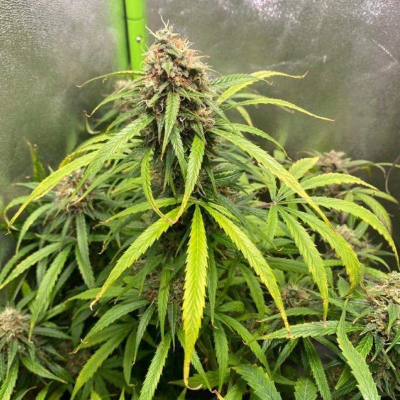 Nasiona marihuany automatyczne Northern Lights Purple Automatic - opis odmiany konopi