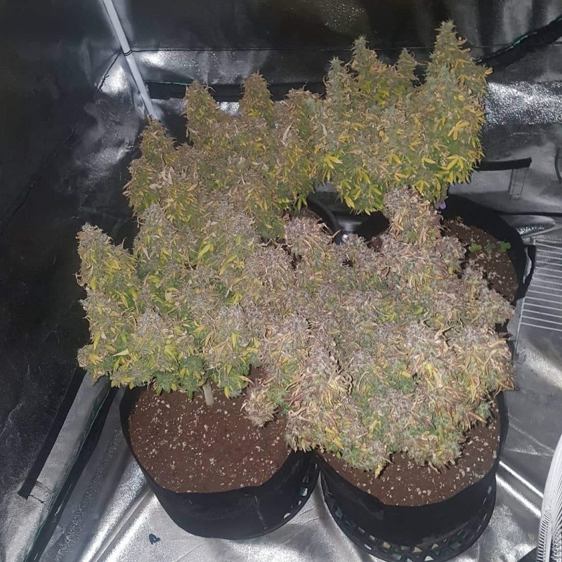 Nasiona marihuany automatyczne Northern Lights Jelly Auto - opis odmiany konopi