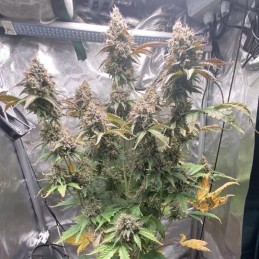 Nasiona marihuany automatyczne Northern Lights Bubblegum Auto - opis odmiany konopi