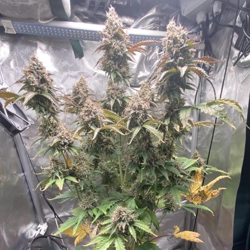 Nasiona marihuany automatyczne Northern Lights Bubblegum Auto - opis odmiany konopi