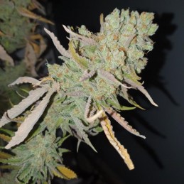 Nasiona marihuany automatyczne Northern Lights Extra Auto - opis odmiany konopi