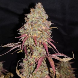 Nasiona marihuany Tropicanna Auto Northern Light - opis odmiany konopi