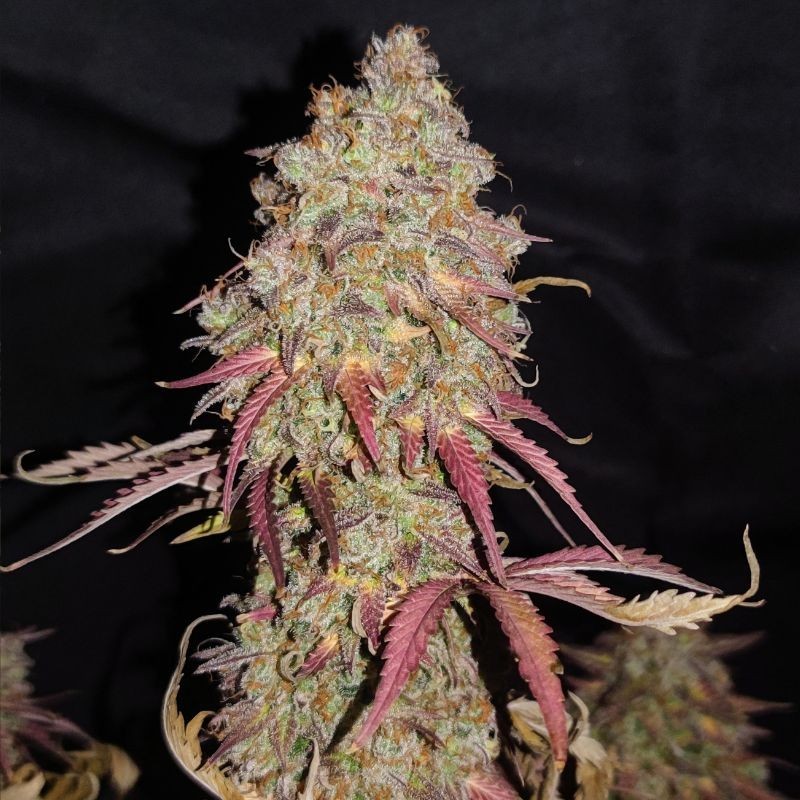 Nasiona marihuany Tropicanna Auto Northern Light - opis odmiany konopi