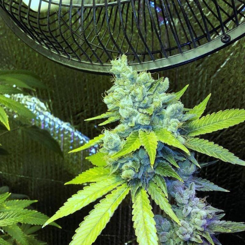 Nasiona marihuany automatyczne Auto Shaman Northern Light - odmiana konopi