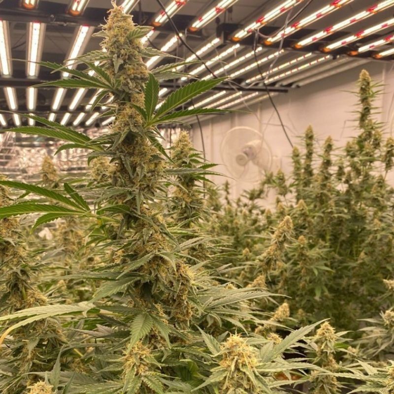 Nasiona marihuany automatyczne Auto Bubble Northern Light - odmiana konopi