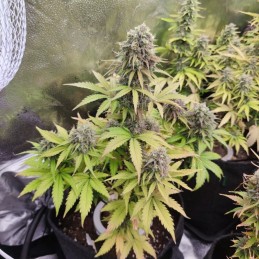 Nasiona marihuany automatyczne Auto Kush Northern Light - odmiana konopi