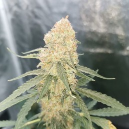 Nasiona marihuany automatyczne Auto Widow Northern Light - odmiana konopi