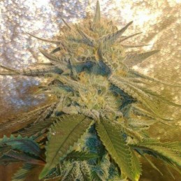 Nasiona marihuany automatyczne Auto Punch Northern Lights - odmiana konopi