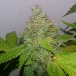 Nasiona marihuany automatyczne Auto Quick One Northern Lights - odmiana konopi