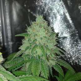 Nasiona marihuany Peanut Butter Passion Northern Light - opis odmiany konopi