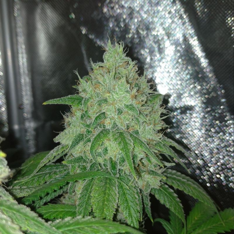 Nasiona marihuany Peanut Butter Passion Northern Light - opis odmiany konopi