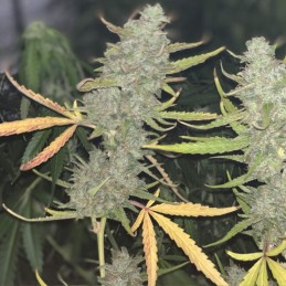 Nasiona marihuany Northern Light Cake - opis odmiany konopi