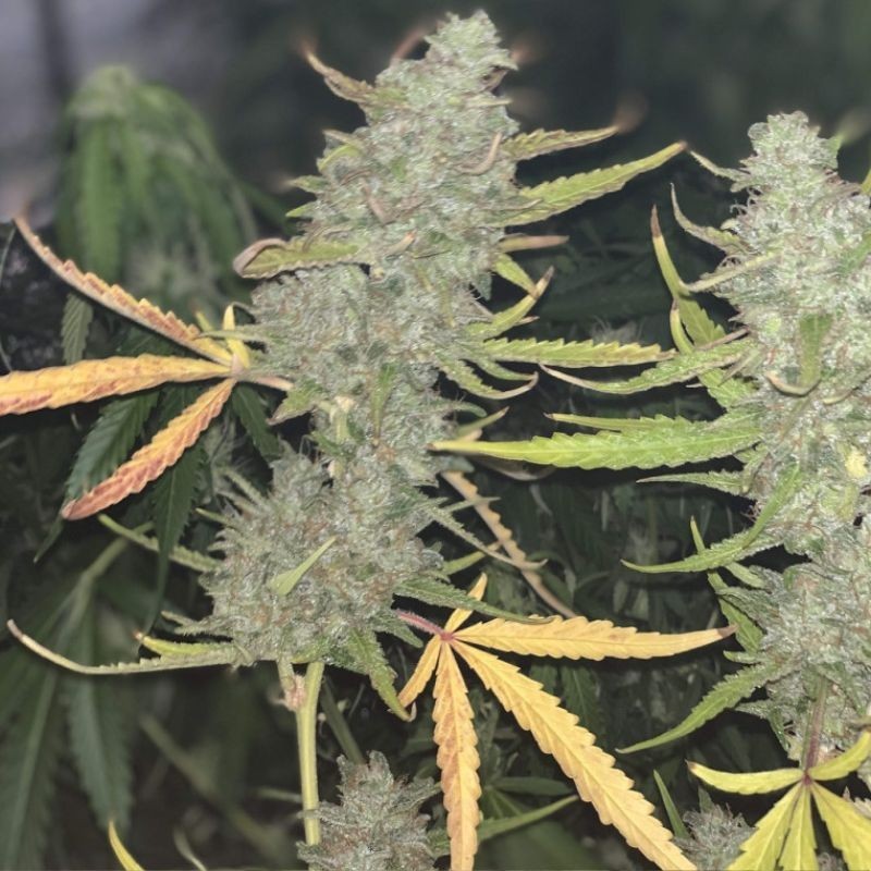 Nasiona marihuany Northern Light Cake - opis odmiany konopi