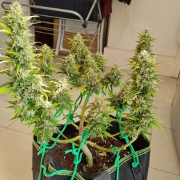 Nasiona marihuany Northern Light Trainwreck - opis odmiany konopi