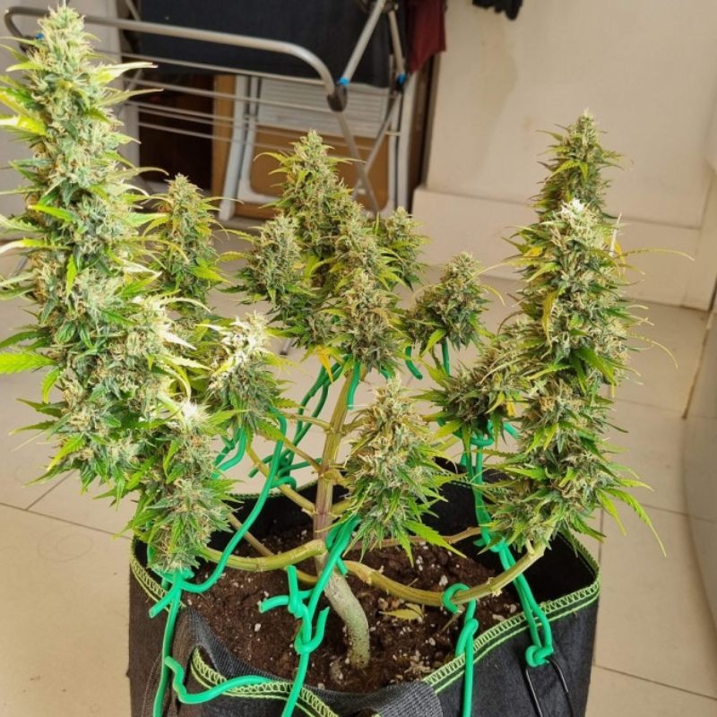 Nasiona marihuany Northern Light Trainwreck - opis odmiany konopi