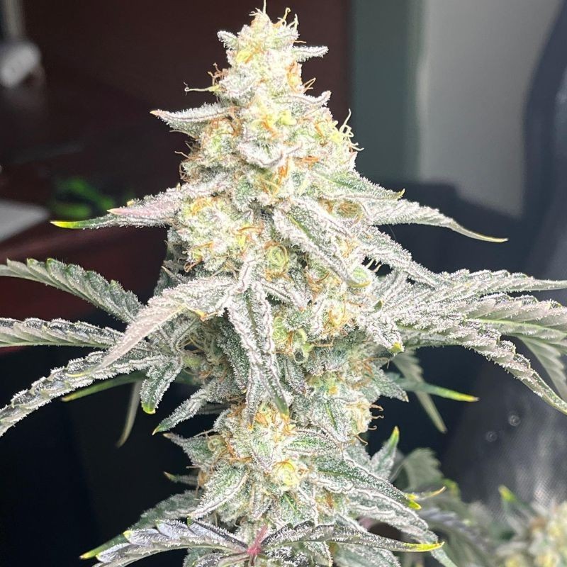 Nasiona marihuany automatyczne Lemon Northern Light Auto - opis odmiany konopi