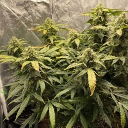 Nasiona marihuany Northern Lights Haze Shining - opis odmiany konopi