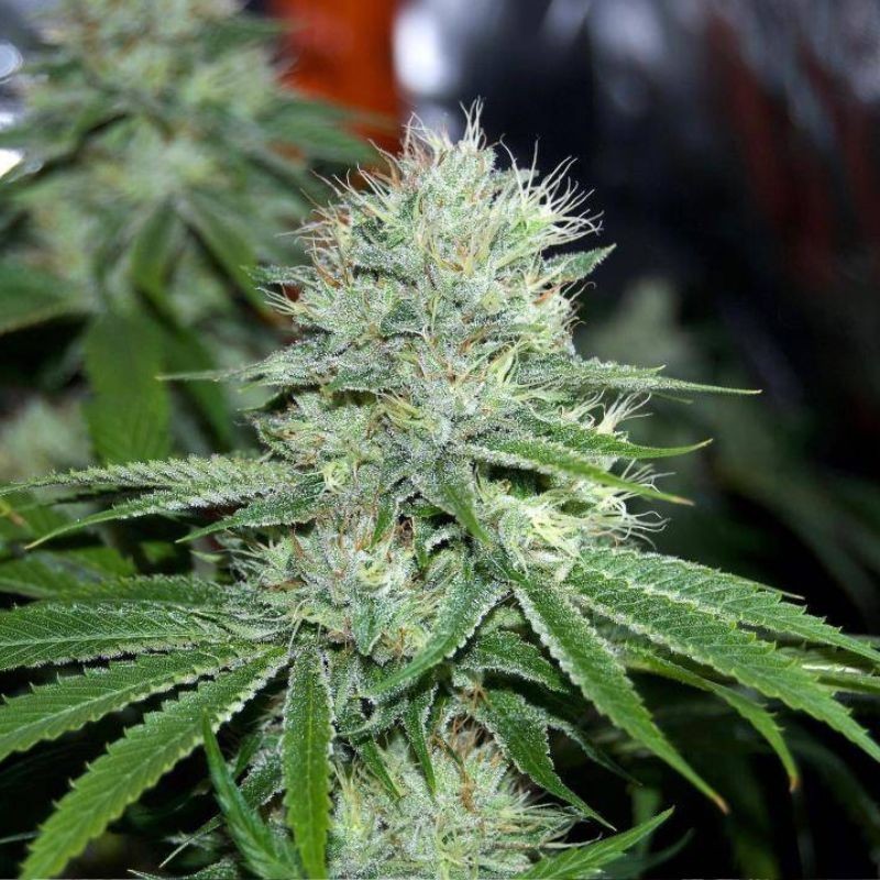 Nasiona marihuany Northern Lights Cherry LSD - opis odmiany konopi