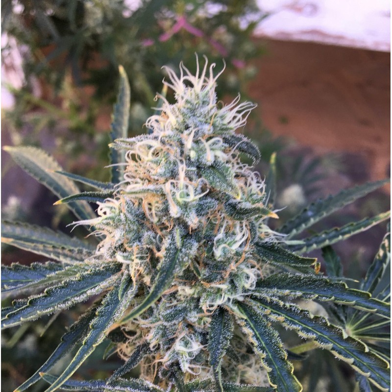 Nasiona marihuany Northern Lights Grapefruit - opis odmiany konopi