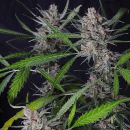 Nasiona marihuany Northern Lights Cheese - opis odmiany konopi