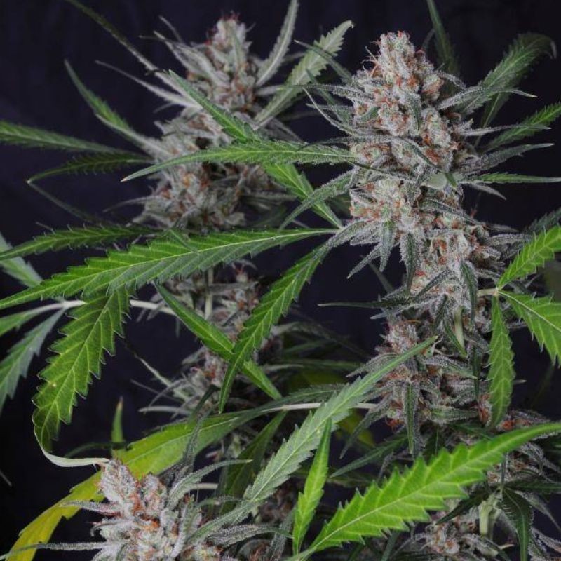 Nasiona marihuany Northern Lights Cheese - opis odmiany konopi