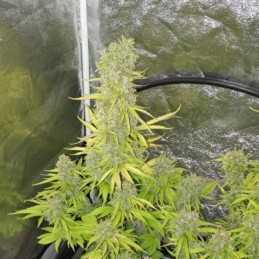 Nasiona marihuany Northern Lights Exodus - opis odmiany konopi