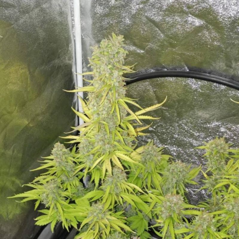Nasiona marihuany Northern Lights Exodus - opis odmiany konopi