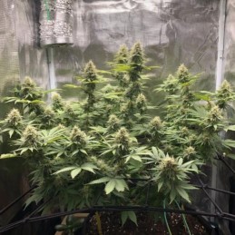 Nasiona marihuany Northern Lights Cookies - opis odmiany konopi