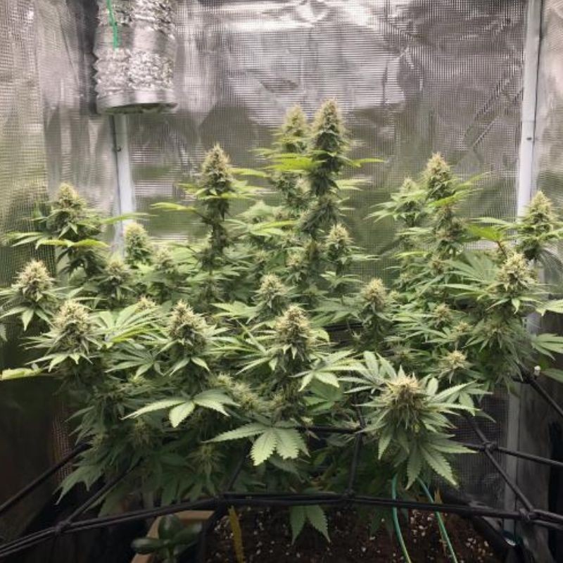 Nasiona marihuany Northern Lights Cookies - opis odmiany konopi