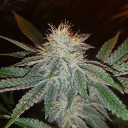 Nasiona marihuany Northern Lights Tripple - opis odmiany konopi