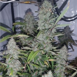 Nasiona marihuany Northern Lights Gelato - opis odmiany konopi