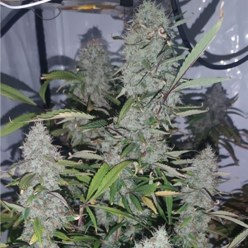 Nasiona marihuany Northern Lights Gelato - opis odmiany konopi
